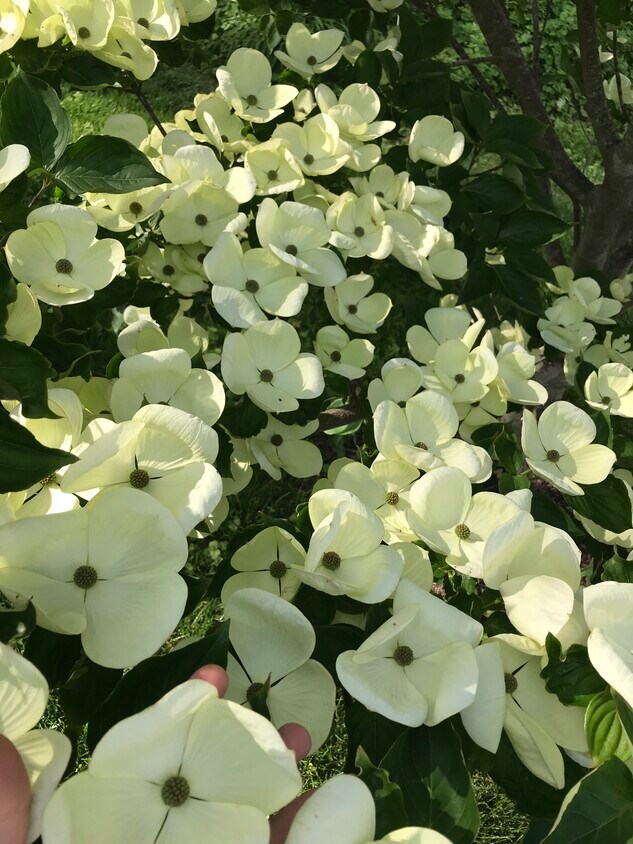 41 Cassatt Ave, Berwyn, PA 19312 House Rental in Berwyn, PA