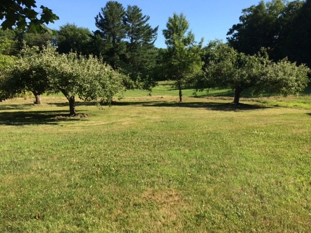 Watch wildlife in your backyard - 373 Meadow Rd