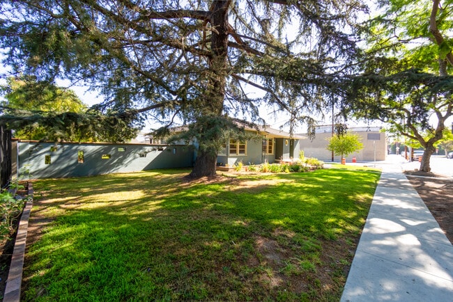 large cedar pine - 1129 E Marshall Plz