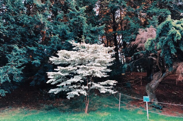 Arnold Arboretum is a wooded oasis for Roslindale residents