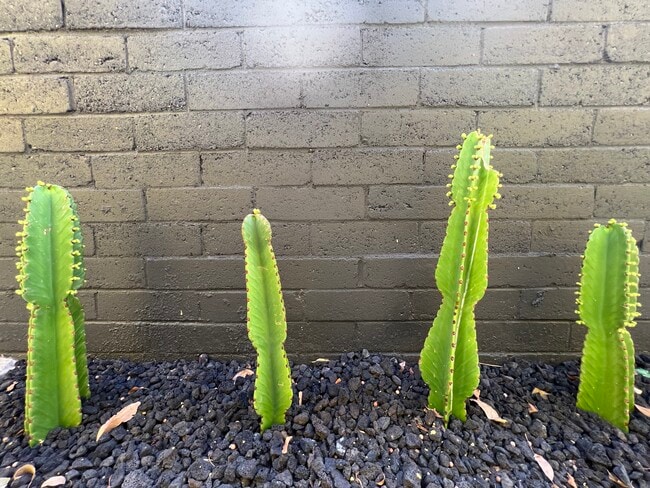 succulents to protect - 11120 Hartsook St
