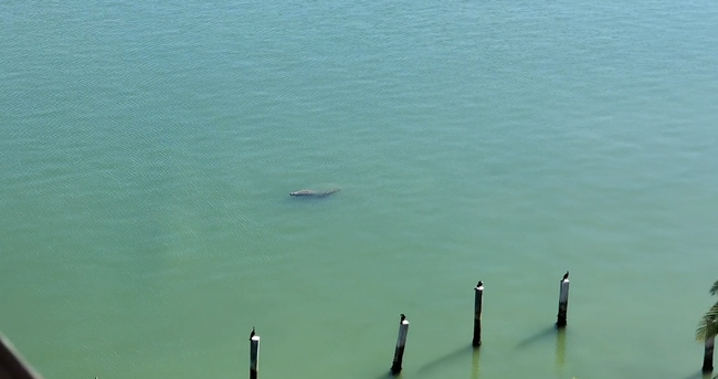 Manatee viewed from the balcony - 600 NE 36th St Apartment