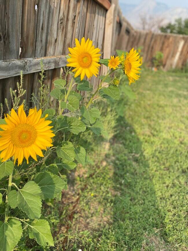 80 Rosewood Way, Parachute, CO 81635 House Rental in Parachute, CO