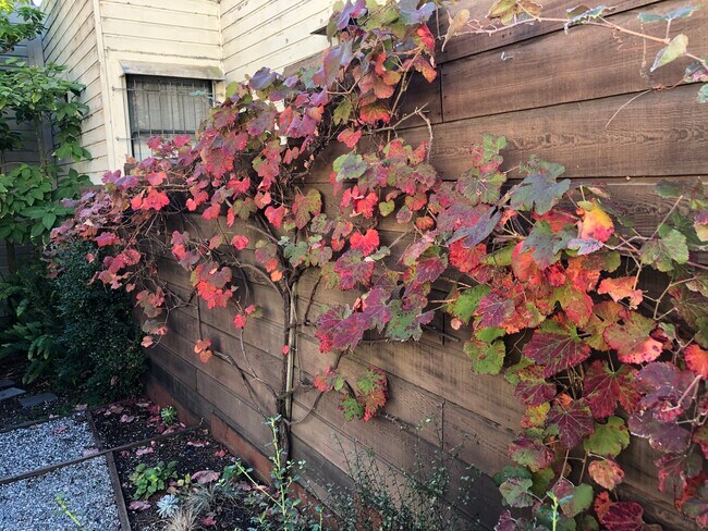 Lush backyard - 132 Jersey St