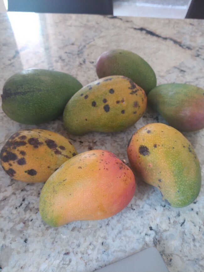 Foto del edificio - 4015 Banyan Trails Dr