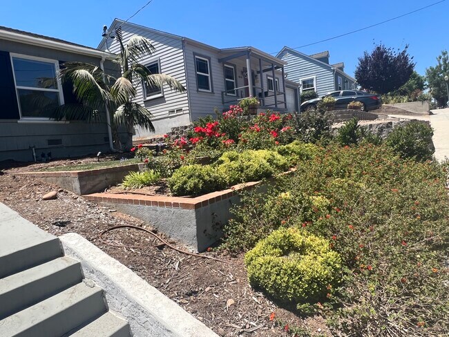 Roses, palm tree, grass and more.. - 4604 67th St