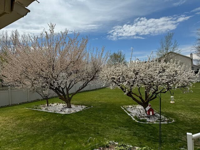 Fruit trees in bloom - 265 N 4th W
