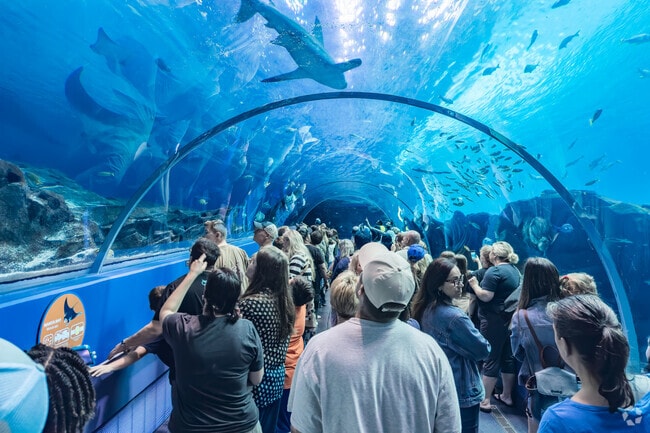 Residents in Atlanta can head to the Georgia Aquarium for fun exploring sea animals.