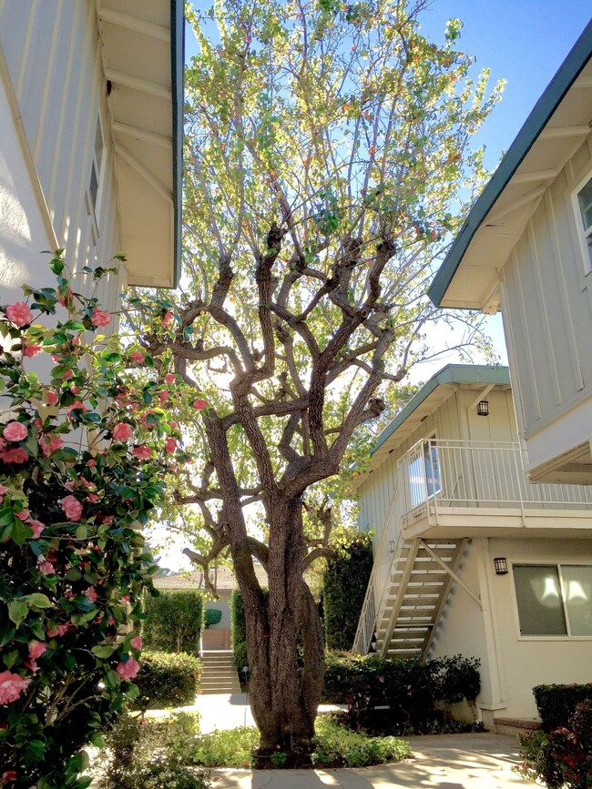 Building Photo - The Pines Apartments