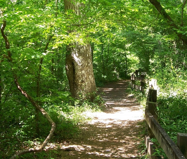 Devil's Millhopper Geological State Park includes a 120-foot-deep sinkhole