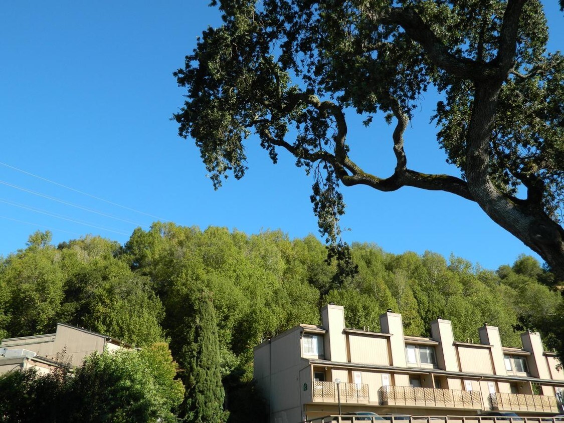 450 Entrada Dr, Novato, CA 94949 Townhouse for Rent in Novato, CA