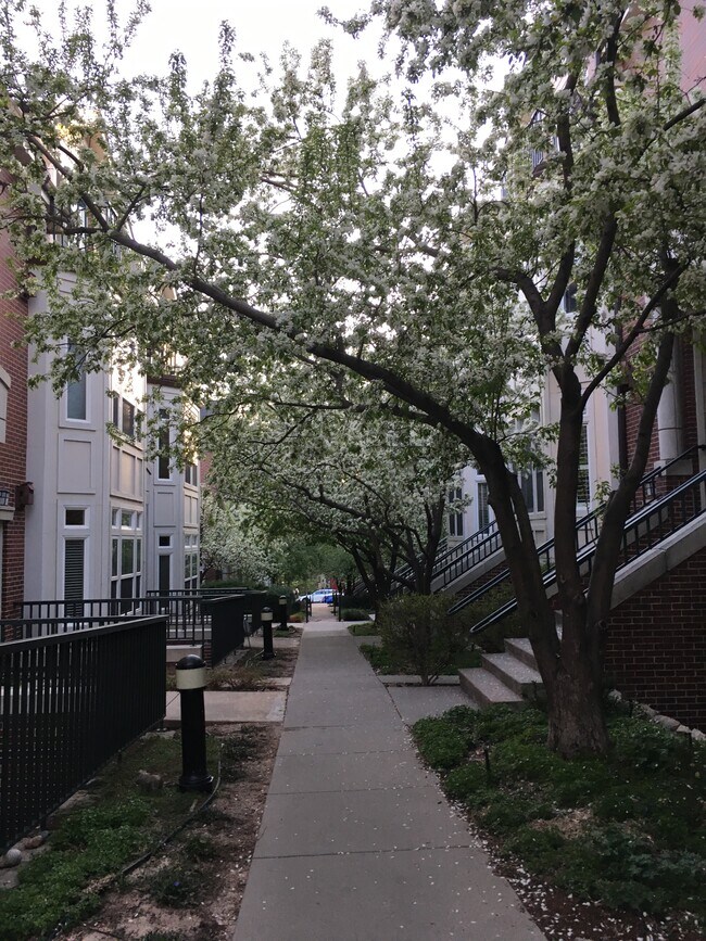 45 Jackson St, Denver, CO 80206 Townhome Rentals in Denver CO