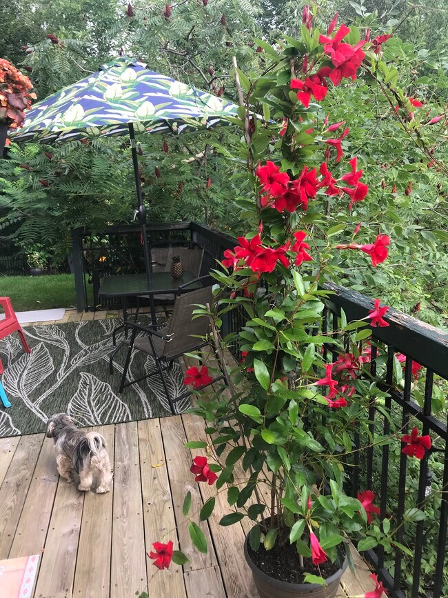 Terraza trasera - 9 Lake Forest Dr