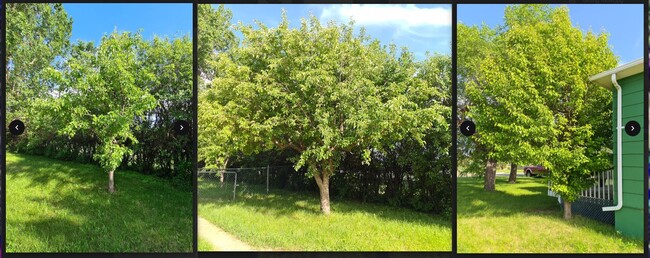 3 apple trees - 301 5th Ave NW