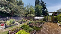 Located at 3037 Craigowan Road in View Royal, British Columbia, this thriving outdoor community garden is a well-organized and productive green space that showcases the area's commitment to urban agriculture. The garden is laid out in a structured grid of numerous raised garden beds, constructed from wood and arranged in rows with wide, wood-chip-mulched pathways running between them, making navigation easy and accessible for all gardeners.

Each raised bed is brimming with a diverse array of plantings, including leafy greens such as lettuce and herbs, flowering plants like marigolds and chives, and climbing vegetables supported by stakes and wire trellises. The beds vary in size and design, reflecting the individuality of each plot, while lattice fencing panels divide sections of the garden and provide additional support for climbing plants.

The space is framed by a surrounding lattice and wood fence, with a charming pergola-style gateway marking one of the main entrances. Mature coniferous and deciduous trees border the garden on multiple sides, offering partial shade and a sense of enclosure within the landscape. A covered cold frame or low tunnel greenhouse is also present, extending the growing season for select plantings.

Natural light floods the garden under open skies, creating a bright, welcoming atmosphere that encourages community engagement and year-round gardening activity in this verdant corner of View Royal.