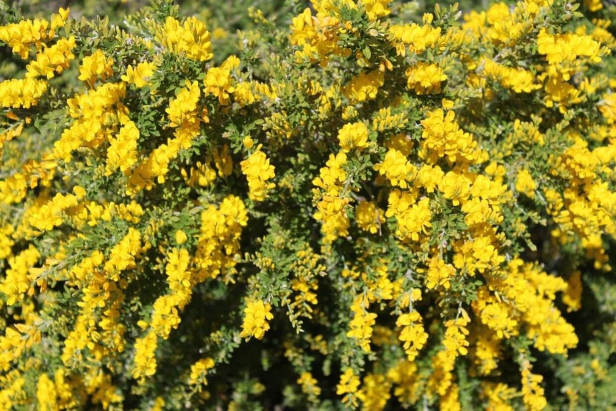 Foto principal - 55+ Community~ 2 Bed/2 Bath with Amazing Mountain Views for $1,595 a month!