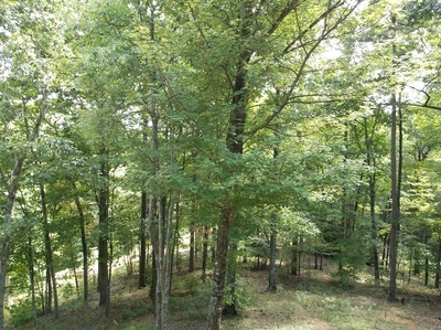 Foto del edificio - Long Term Rental - Beautiful Wooded Settin...