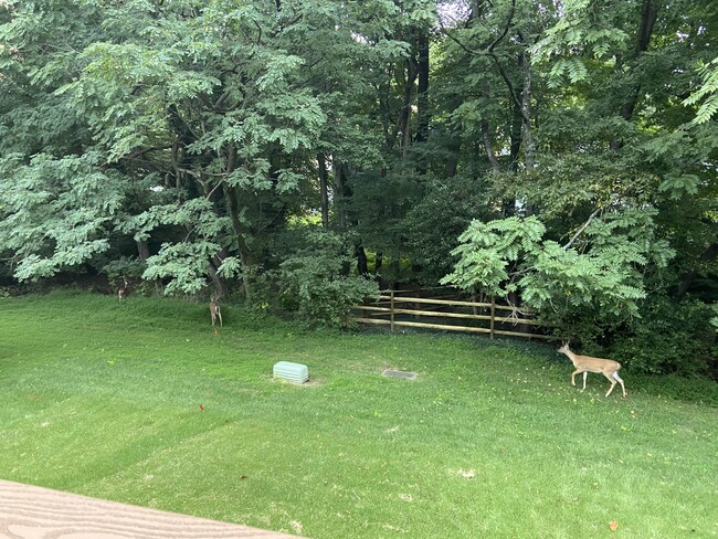 Frequent wild life in the summer. Backyard view - 11366 Baroque Rd