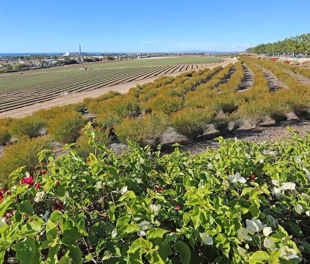 The stunning Flower Fields at Carlsbad Ranch are open March through May