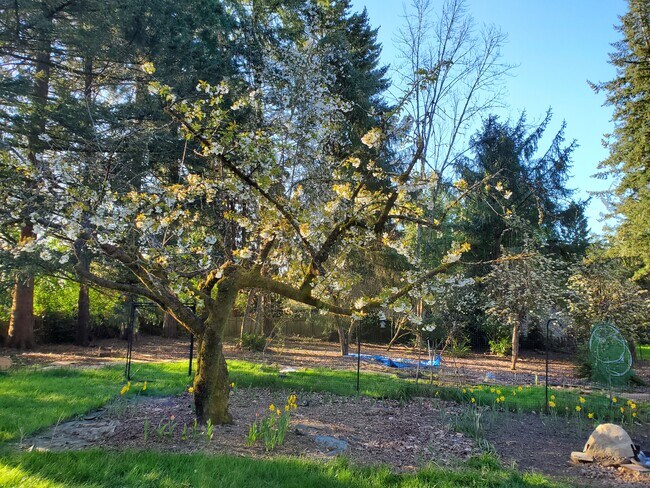 Patio trasero - 920 SW Stephenson Ct