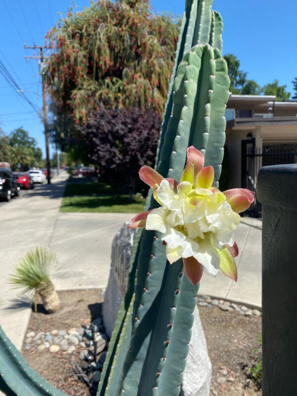 Foto del edificio - 718 N Floral St