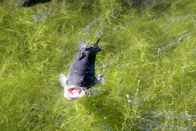 Estanque superficie - Edge of the Pond