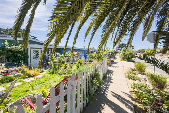 Short palm trees line the side walk in Marina, California