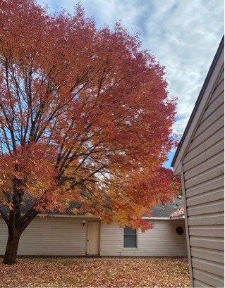 Foto principal - 11036 Amy Ln