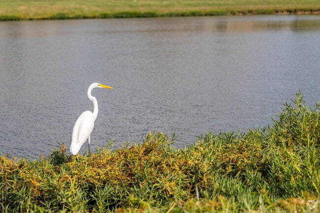 A bird stands along Owasso's serene lake.