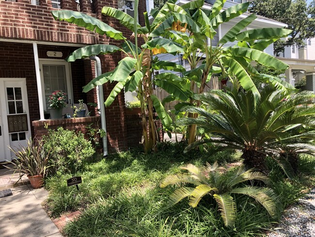 Front Entry Way & Banana Trees - 812 Branard St