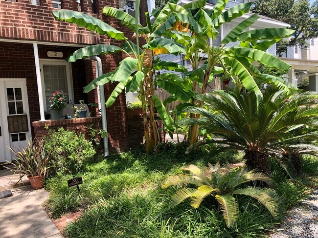 Front Entry Way & Banana Trees - 812 Branard St