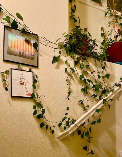 Hallway with space and light for plants - 7146 NE Martin Luther King Jr Blvd
