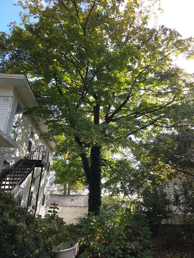 VIEJO - 403 W Flower St