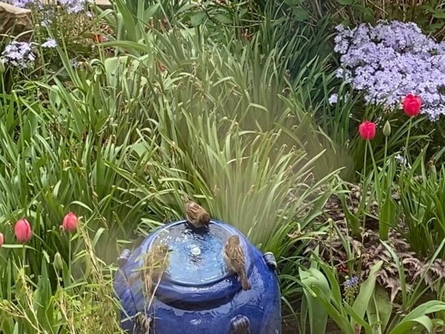 Garden fountain and birds - 81 S St NW