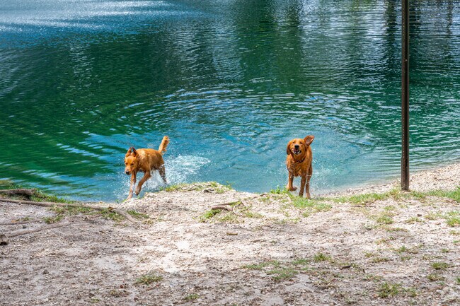 Dogs can enjoy swimming in the lake at Perrine Wayside Dog Park in Palmetto Bay.
