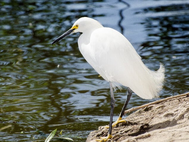 A snowy egret enjoying the water in Van Nuys