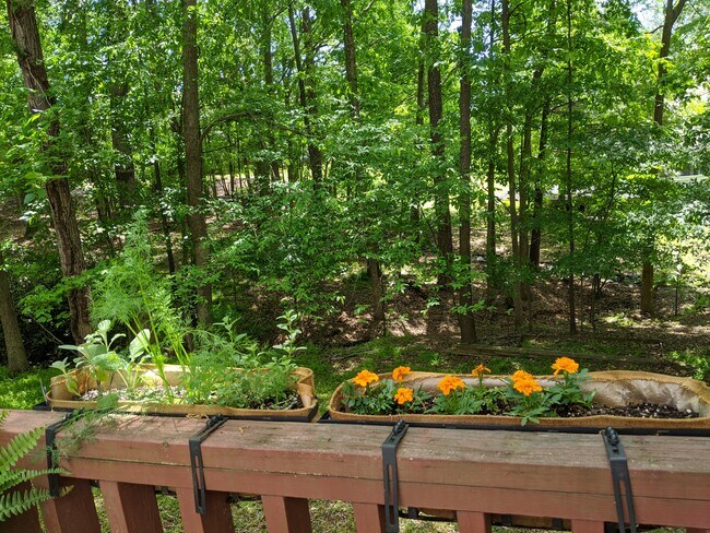 Backyard - 105 Regent Plz