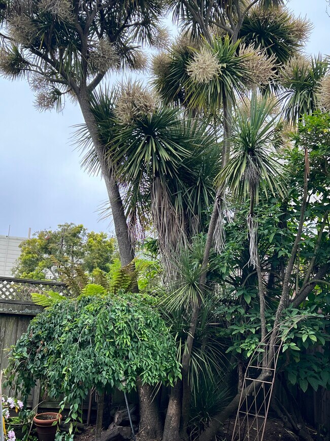 Huge private yard - 1517 Baker St