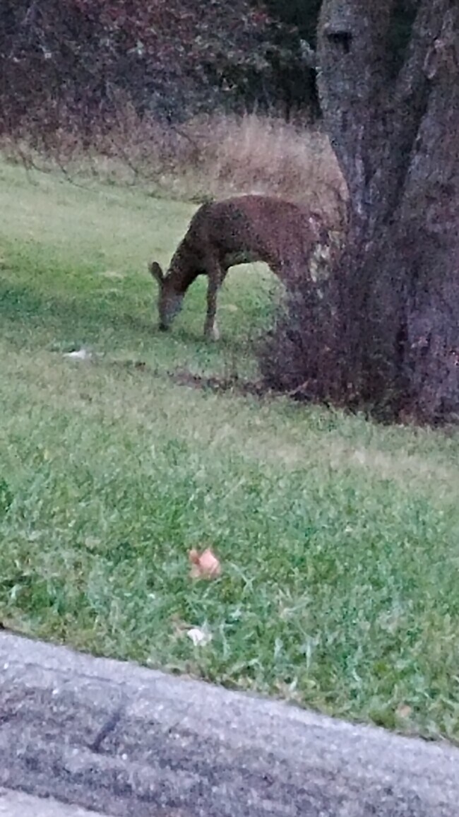 Foto del edificio - 3414 S 92nd St