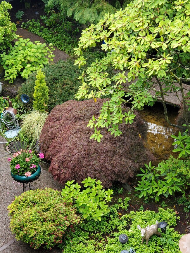 Beautiful courtyard with waterfall - 604 NE 165th St