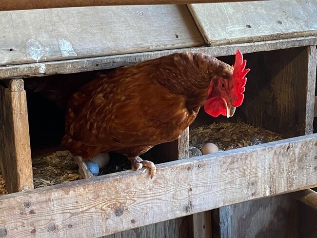 Fresh eggs - 525 N Dietrich Rd