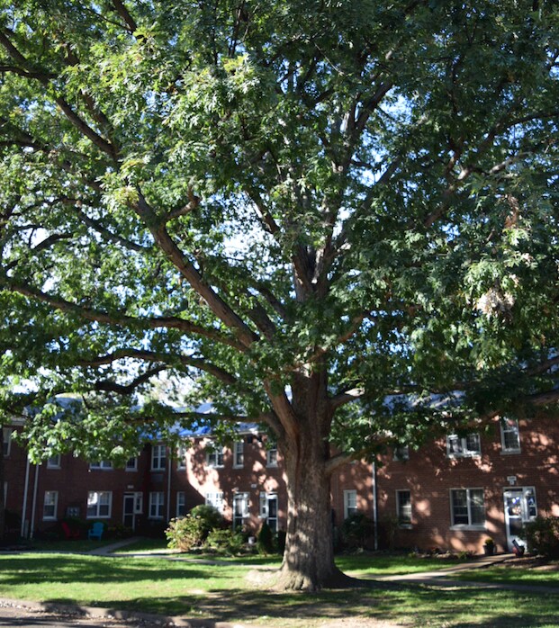 Foto del edificio - 8 Ashby Street
