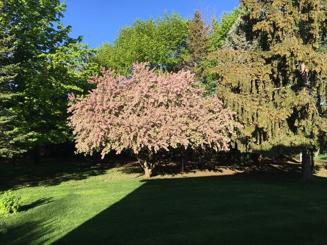 Rear Yard - 5 Graffin Dr