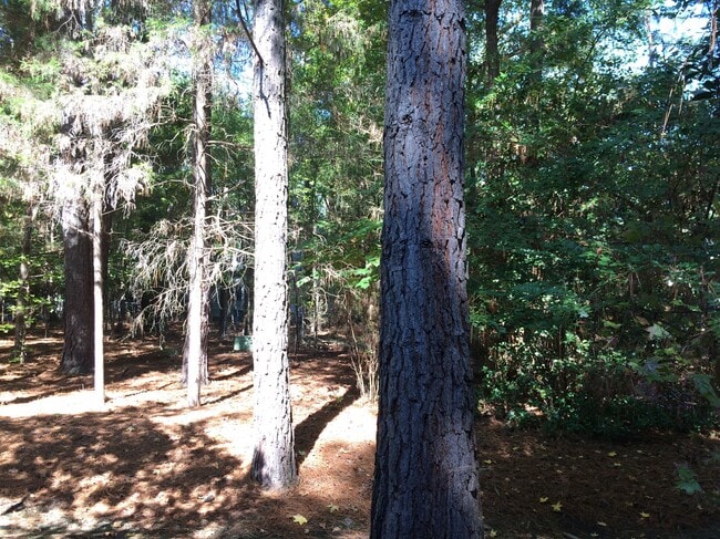 Back yard - 134 Berry Patch Ln.