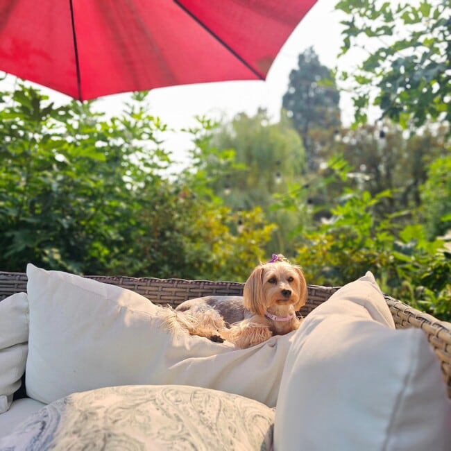 friendly resident dog - 972 Garrow Dr