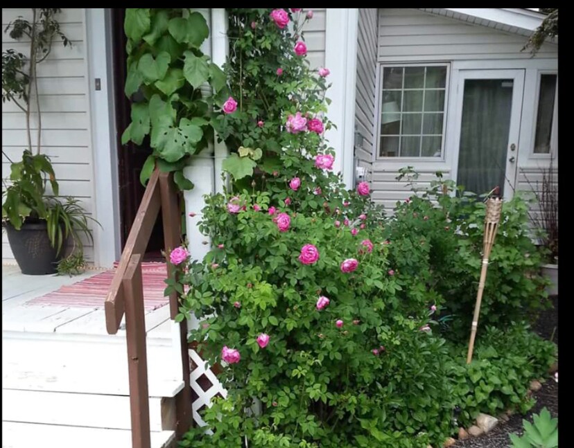 Front entry rose garden - 40 Oak St