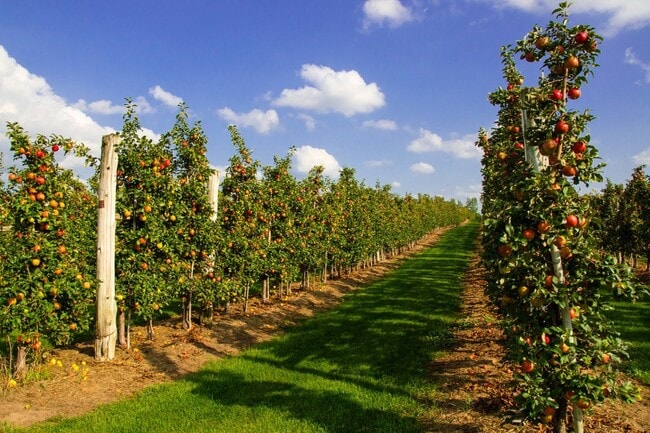 Rows of apple trees in full harvest under a bright sky.