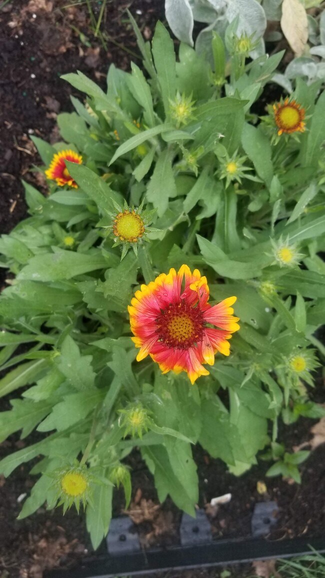 Foto del edificio - 418 Chautauqua St