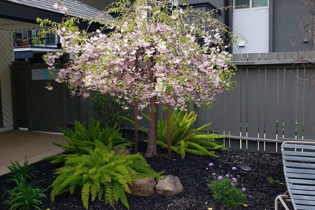 Sycamore Green ASycamore Green Pool Landscapepartments Poolside Landscaping - Sycamore Green Apartments