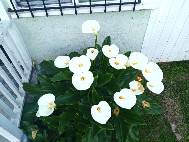 Photo - 237 S Matthisen Ave Apartment